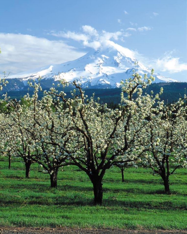 Mt Hood Wine Tours through Columbia River Gorge with JMI Limousine
